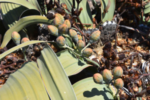 Blüten der Welwitschia